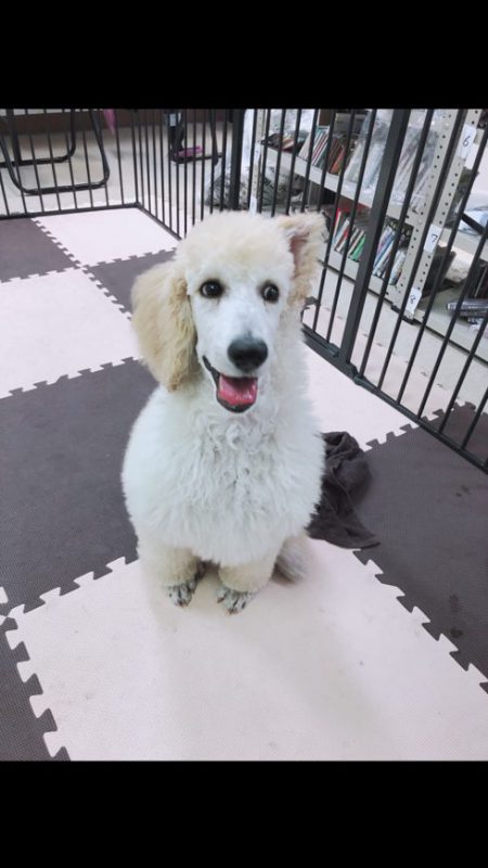 ふわふわの癒し犬 和歌山 田辺 白浜で新築住宅 商業公共寺社の総合建設は西峰工務店